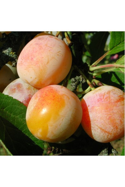 Слива домашня Персикова — дозрілі рожево-жовті плоди на дереві